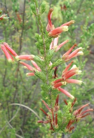 Erica discolor introverted leaves, cautious colours